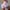 Yoga Shorts With Phone Pocket Design Fitness Sports Pants For Women Clothing